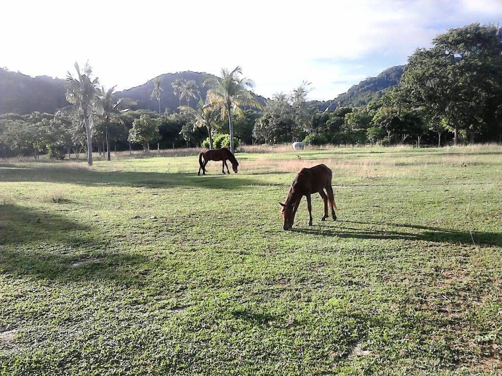 Pepper Plantation Tour