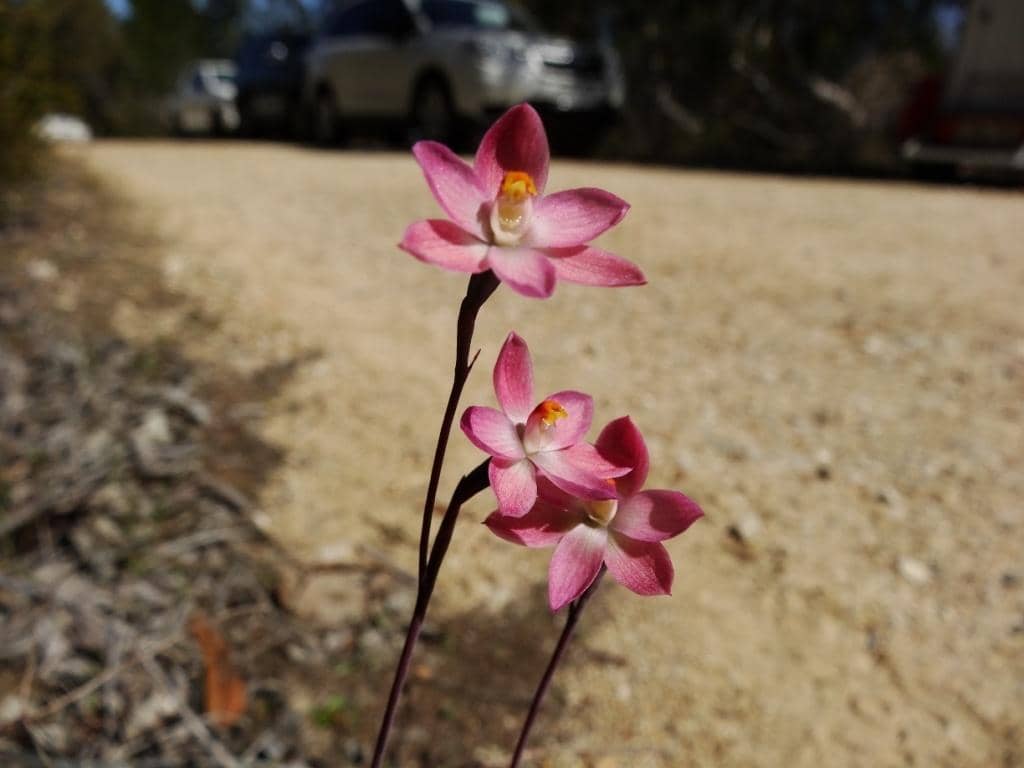 Scenic Walking Trails