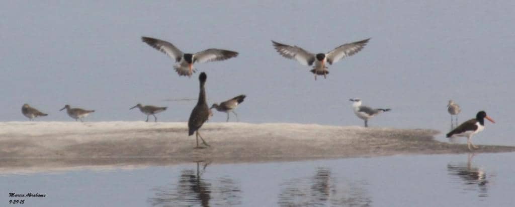 Fishing Opportunities