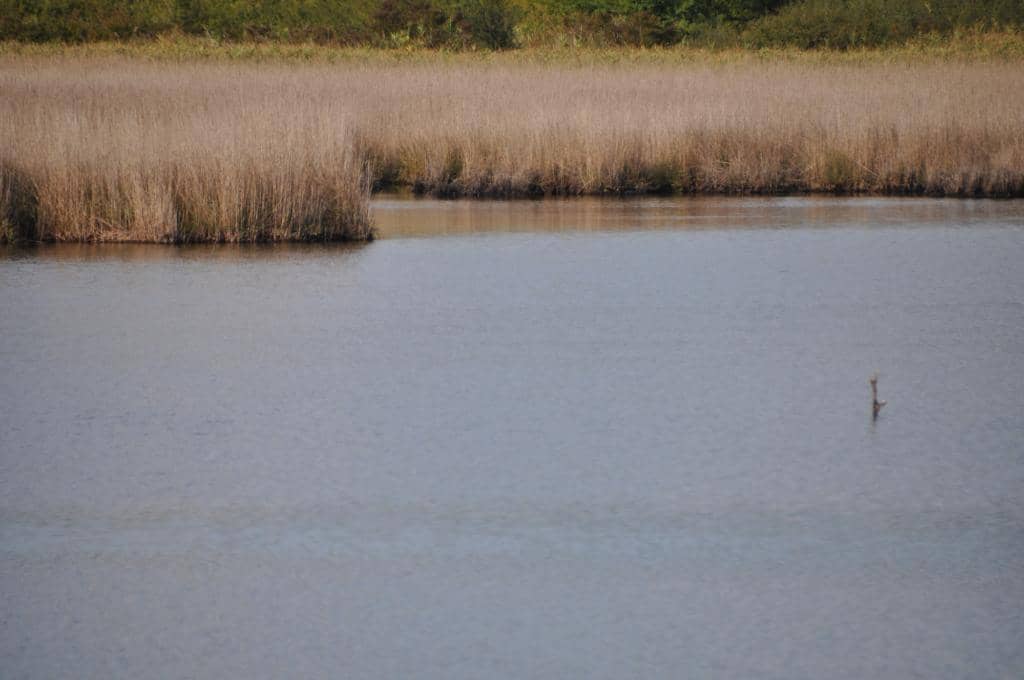 Refreshing Coastal Swim