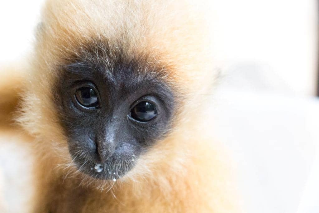 Diverse Wildlife Encounters