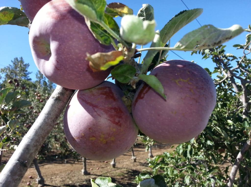 Scenic Mountain Views