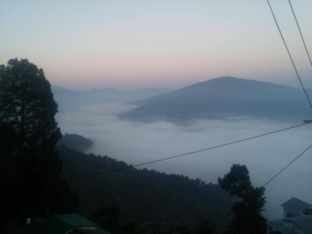 Tranquil Pine & Oak Forests