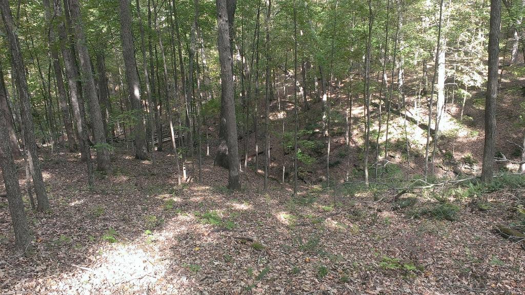 Black Walnut Trees