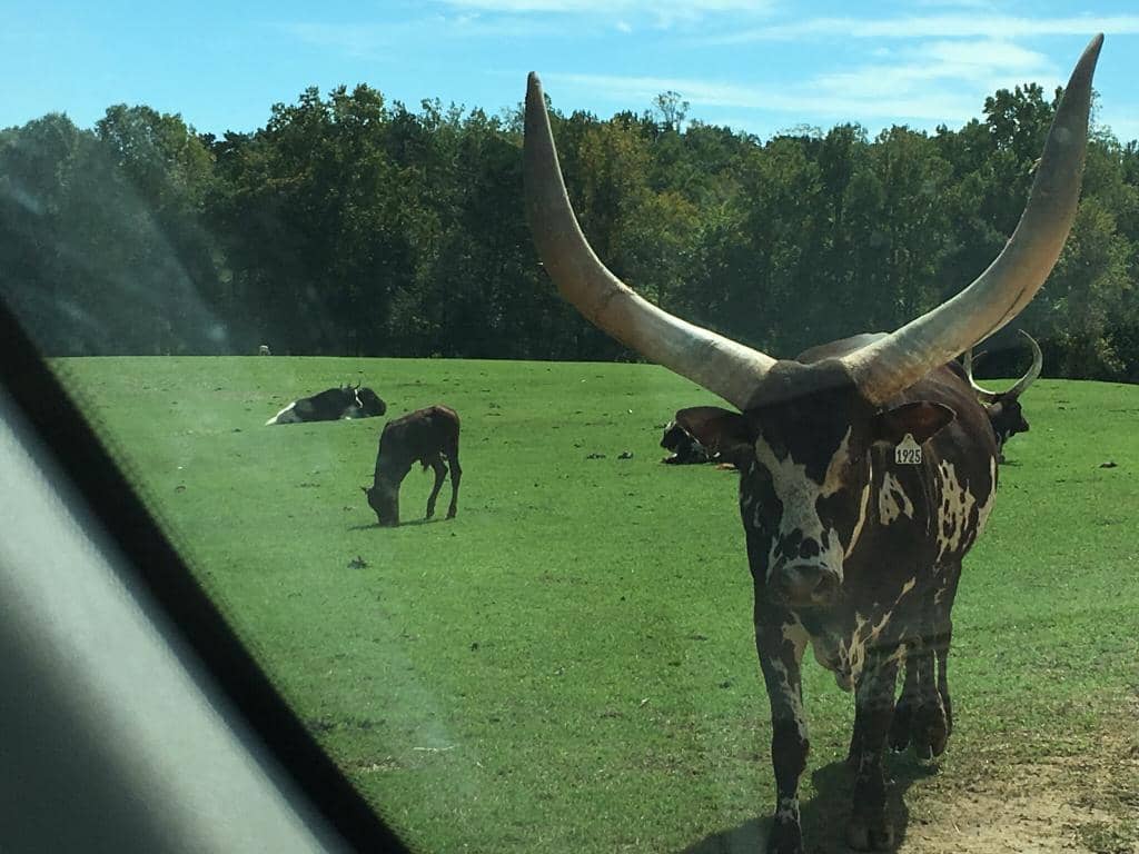 Petting Zoo & Playground