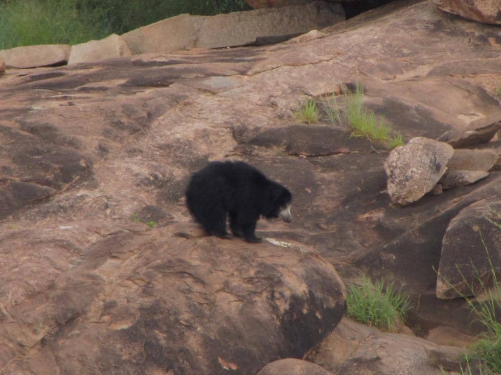 Sloth Bear Safari