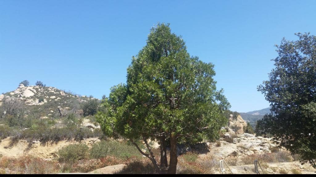 Scenic Loop Trail