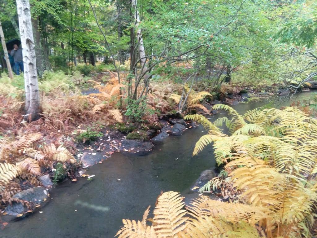 Native Plant Collections