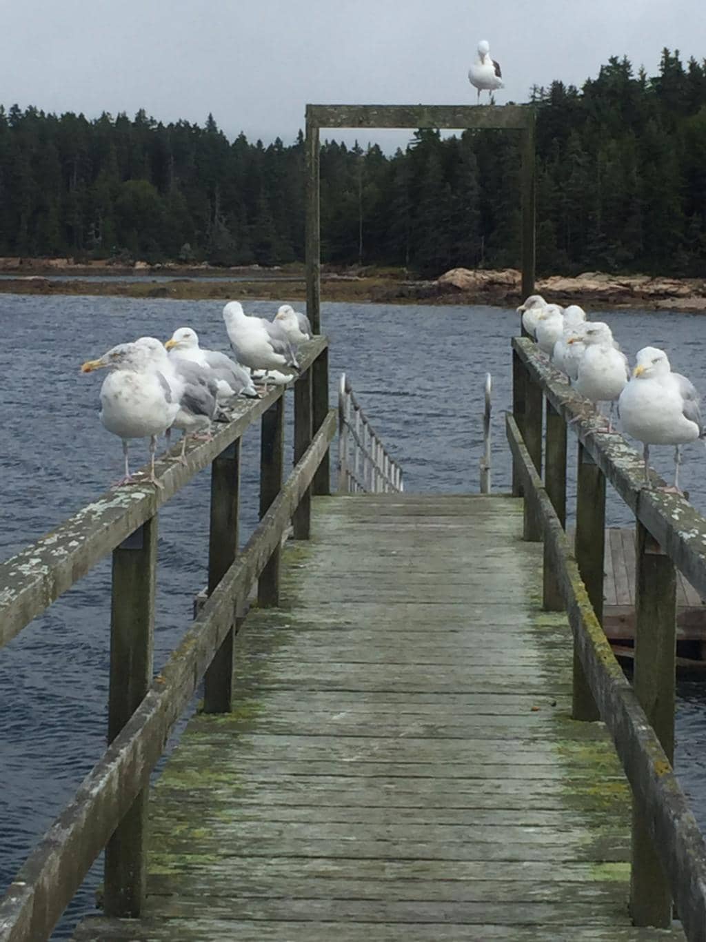 Schoodic Loop Road