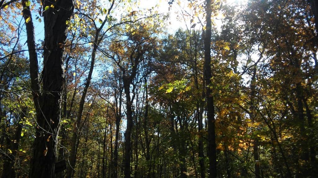 Vermilion River Access