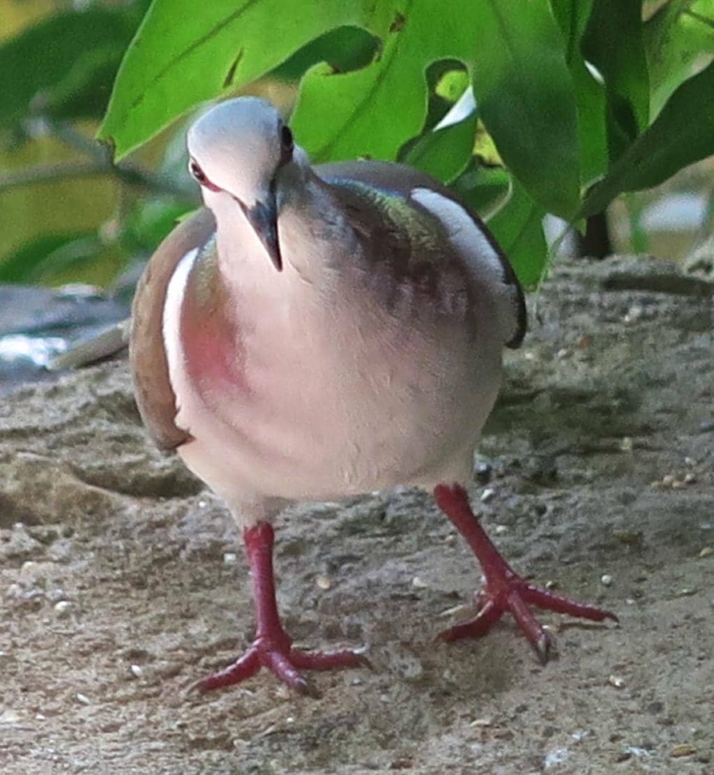 Tranquil Garden Setting