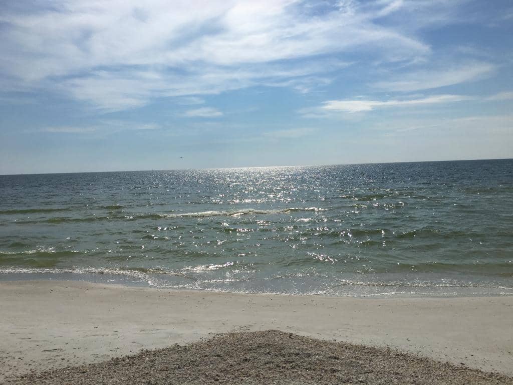 Shell-Seeker's Paradise