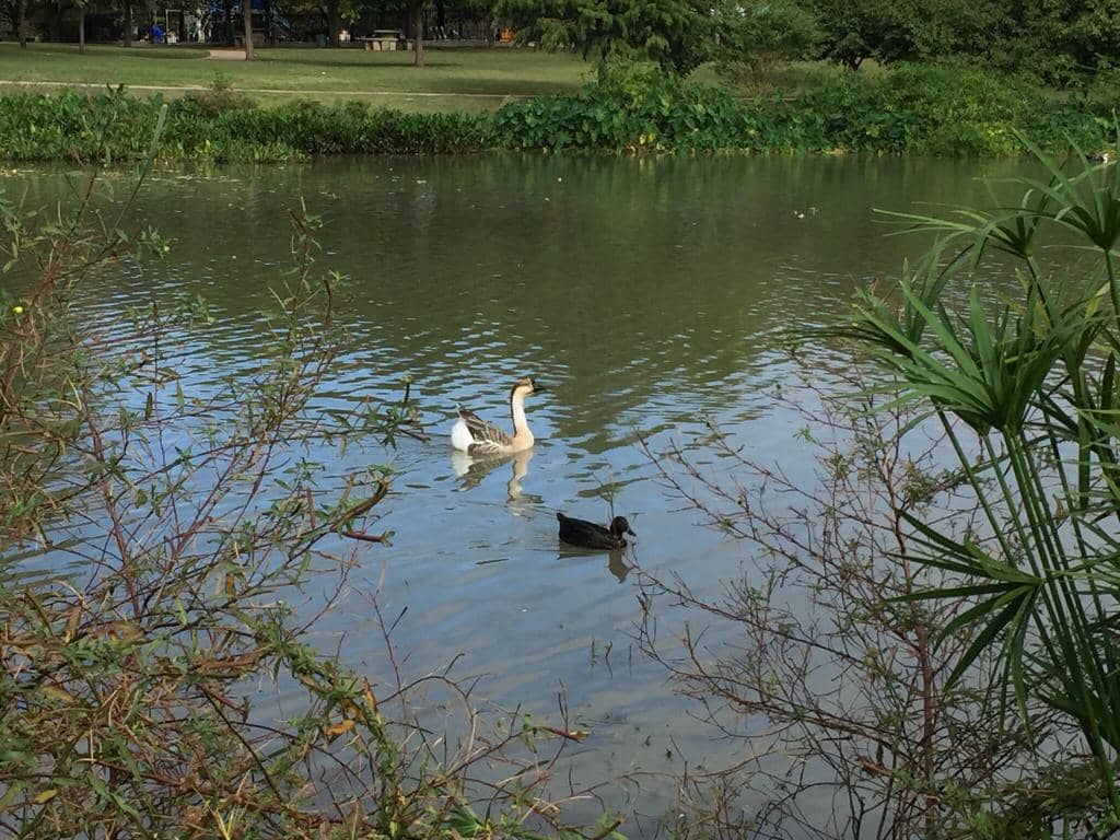 Mueller Lake