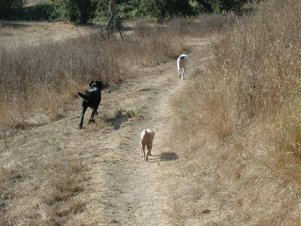 Off-Leash Dog Area