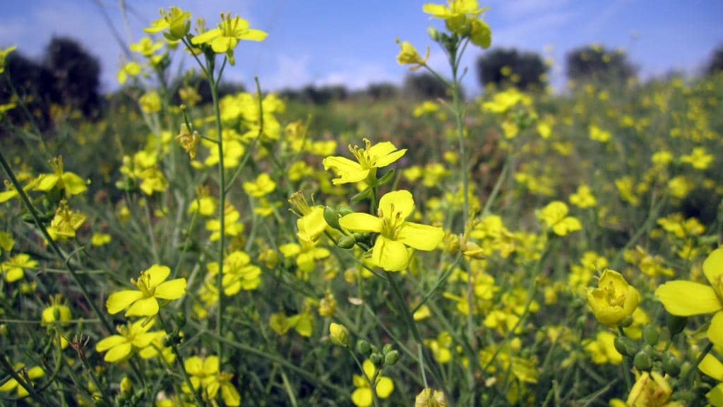 Dog-Friendly Paradise