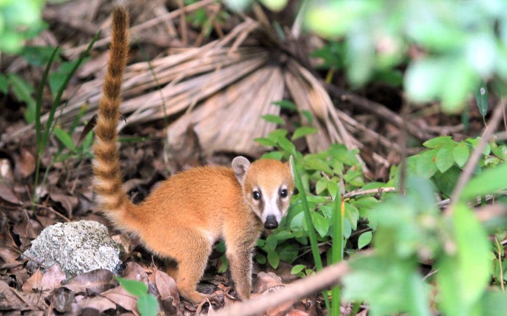 Peaceful Walking Paths