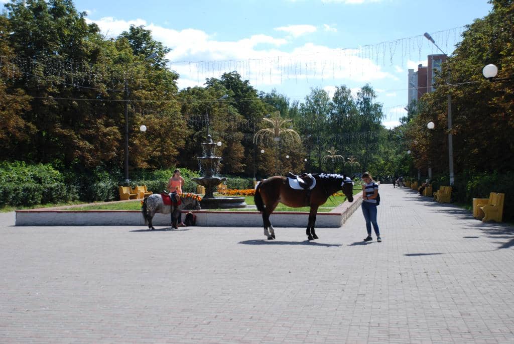 Real Christmas Trees