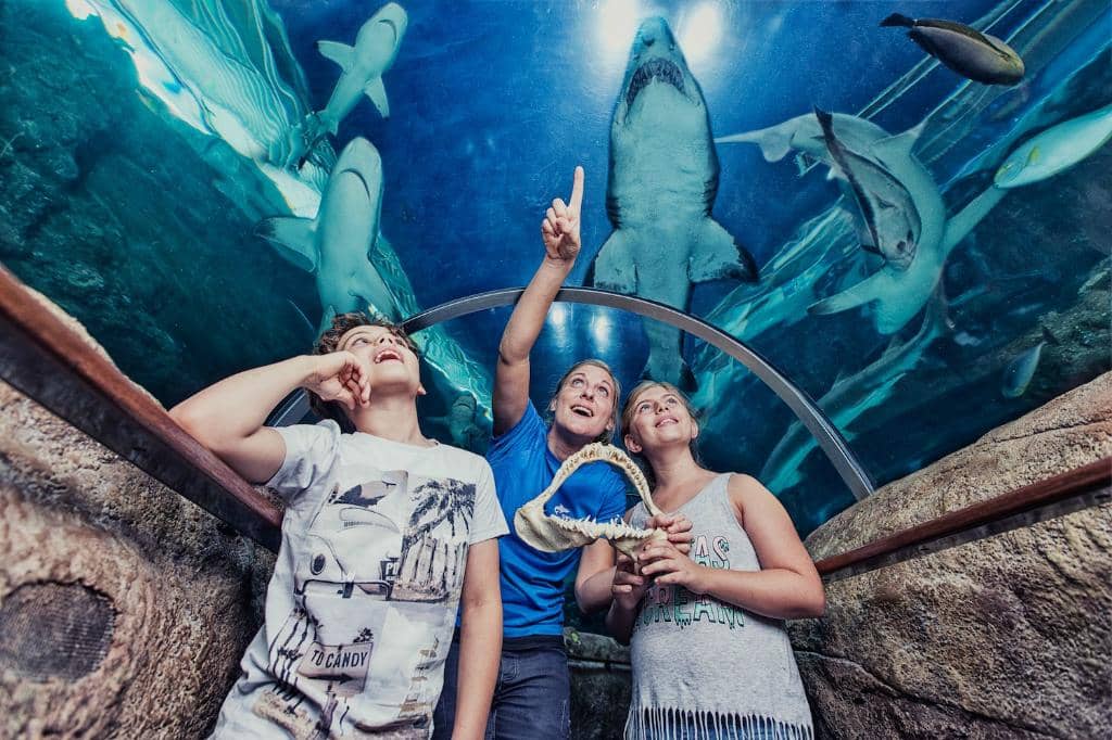 The Giant Shark Tank