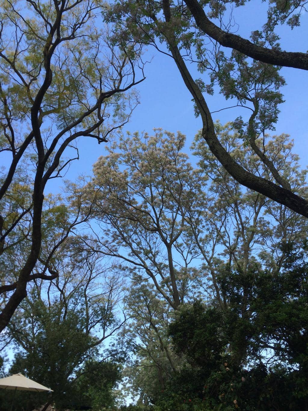 Lancaster Wines Charm