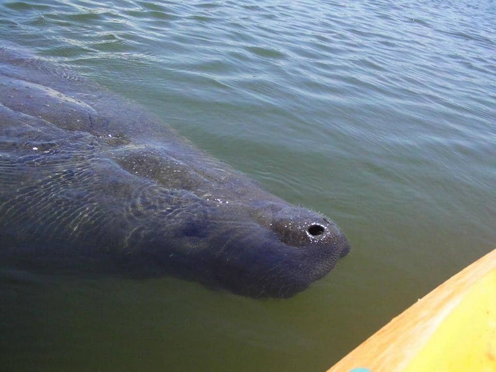 Kayaking Adventures