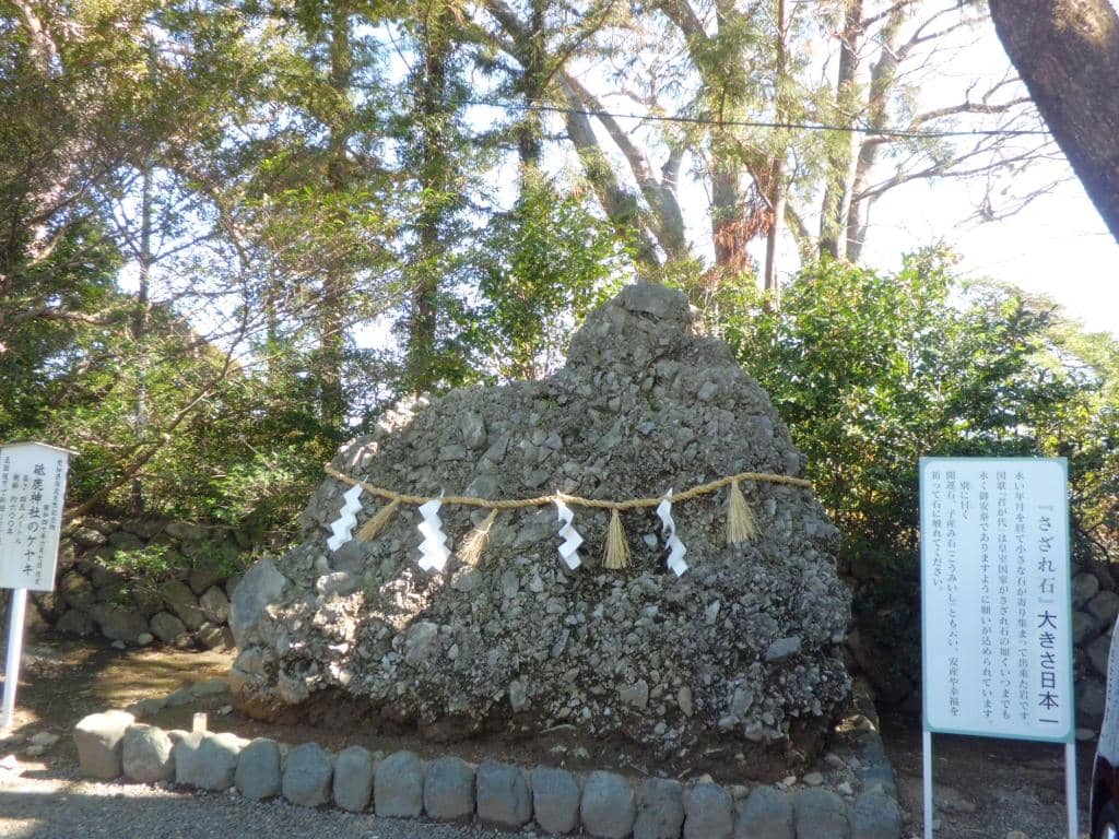 Springtime Cherry Blossoms