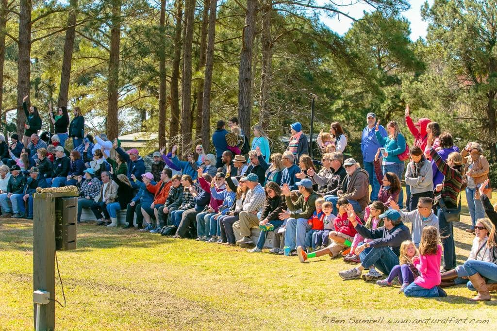 Diverse Raptor Collection