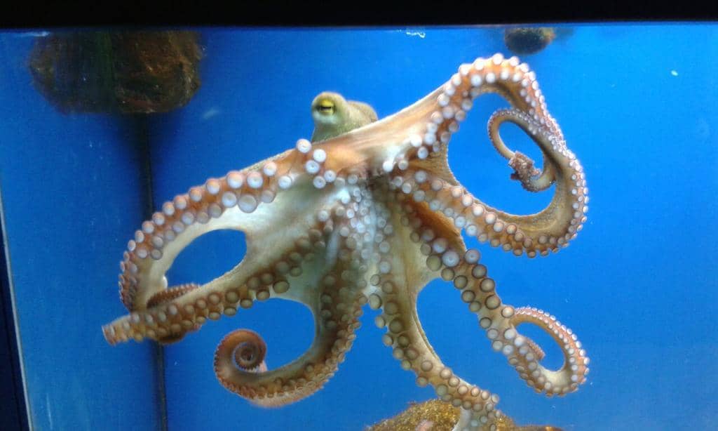 Passionate Guided Tours