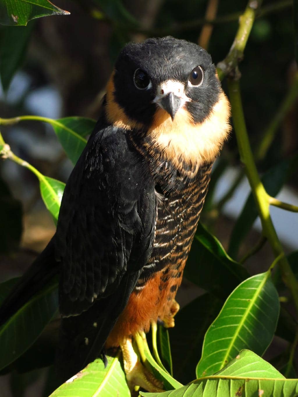 Lush Native and Exotic Flora