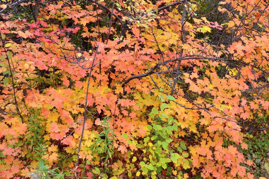 Rock Climbing Opportunities