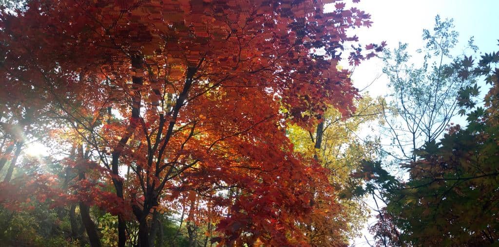 King Kong Ropes Course