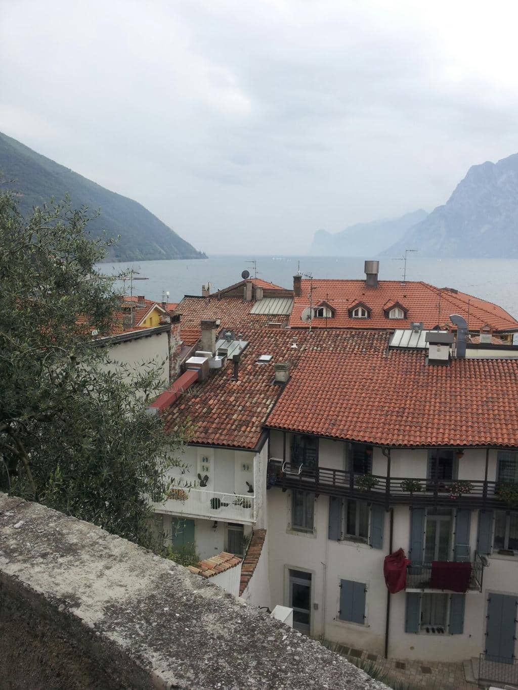 Tranquil Olive Grove Setting