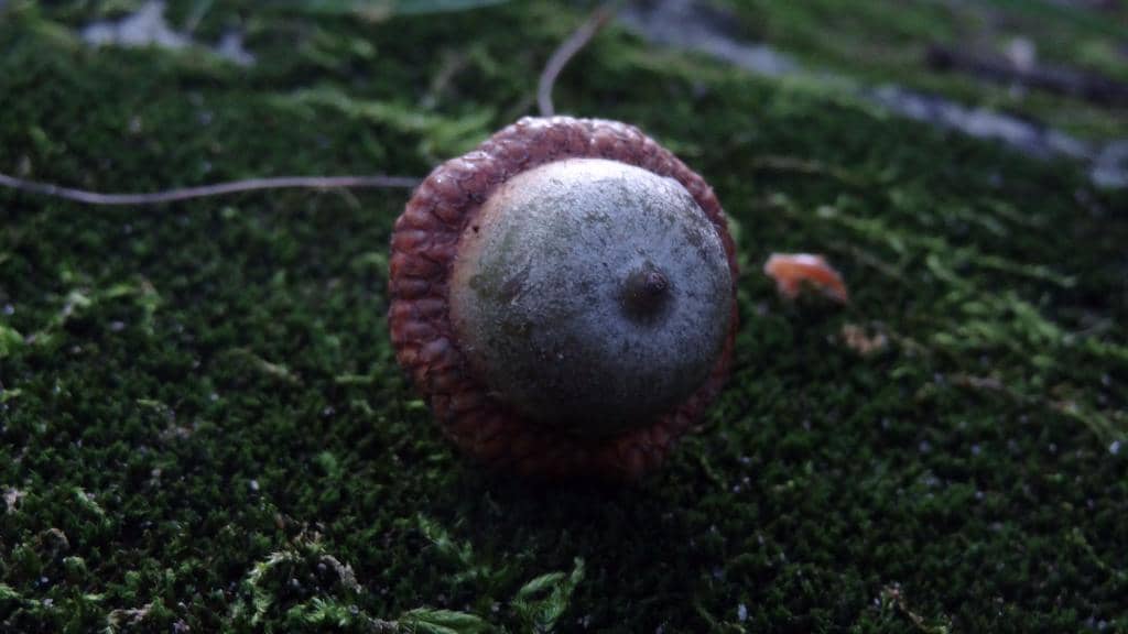 Nature Exploration