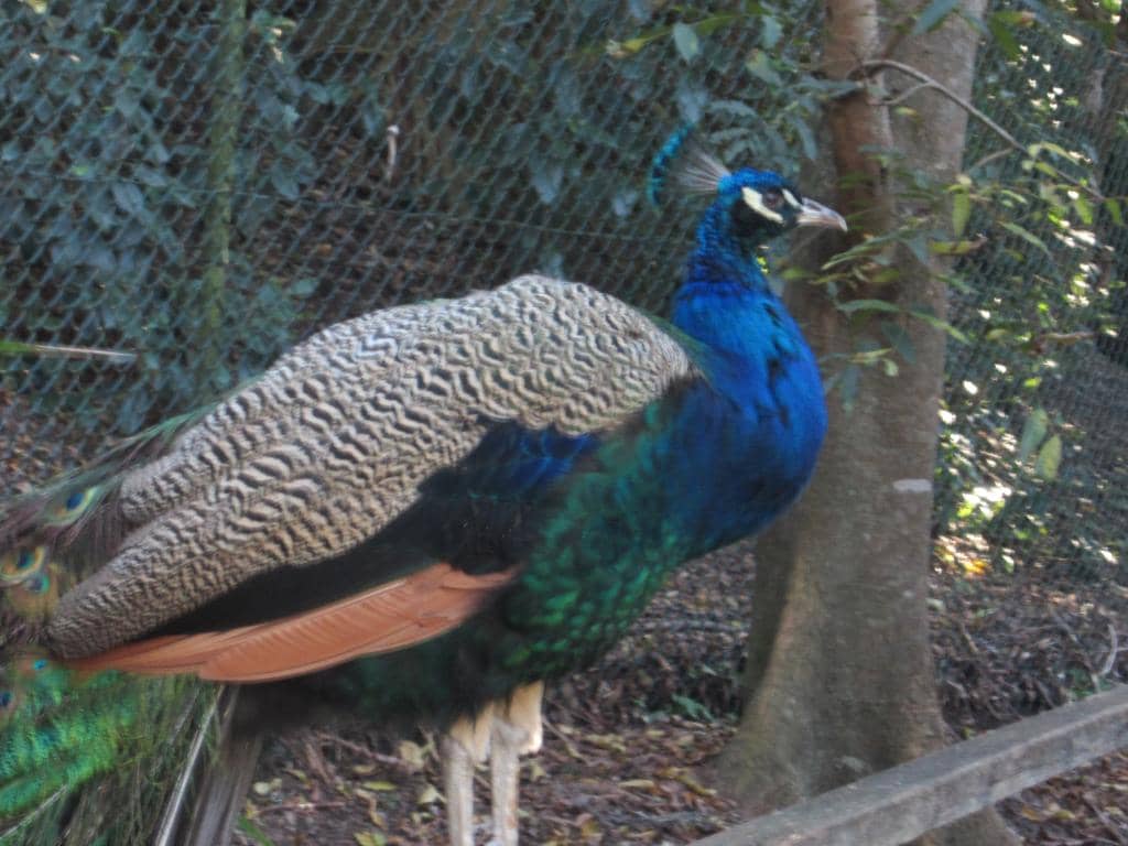 Wallaby Walkthrough