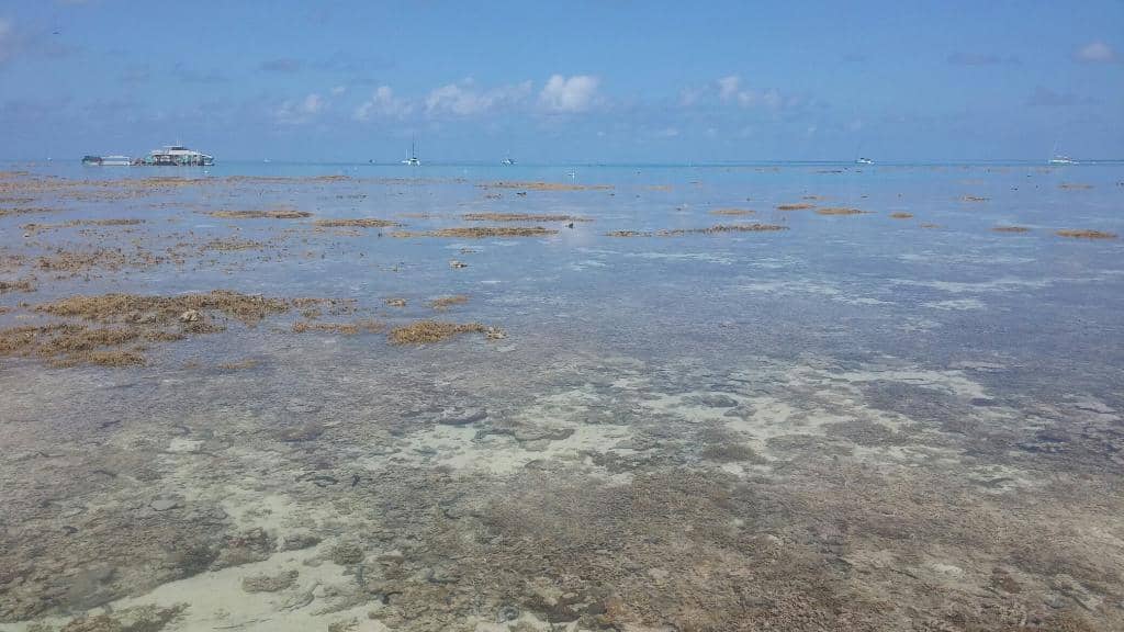 Explore Vibrant Coral Gardens