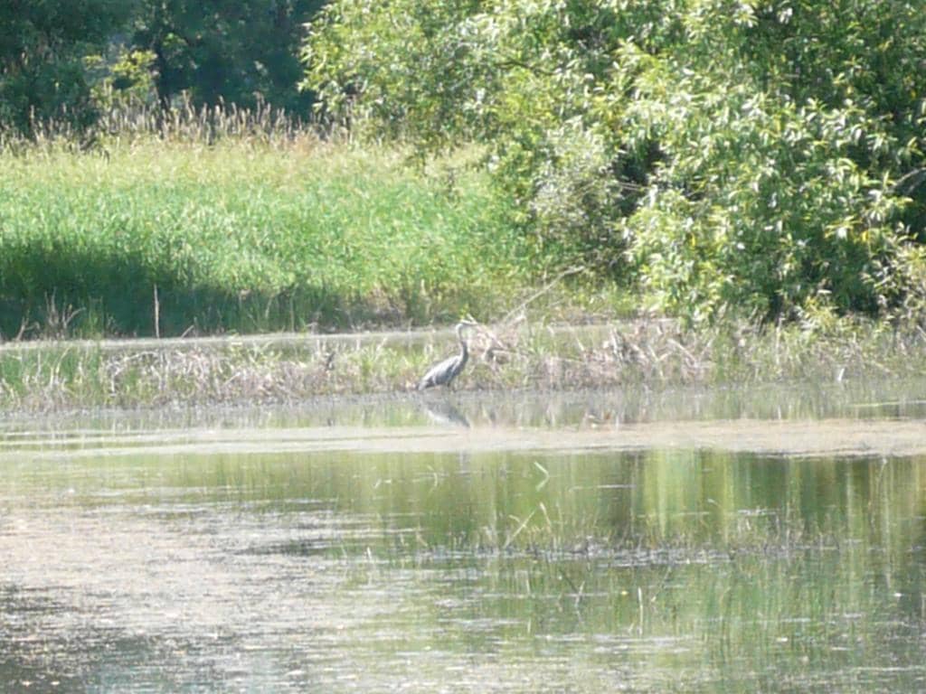 Wetland Viewing Blind