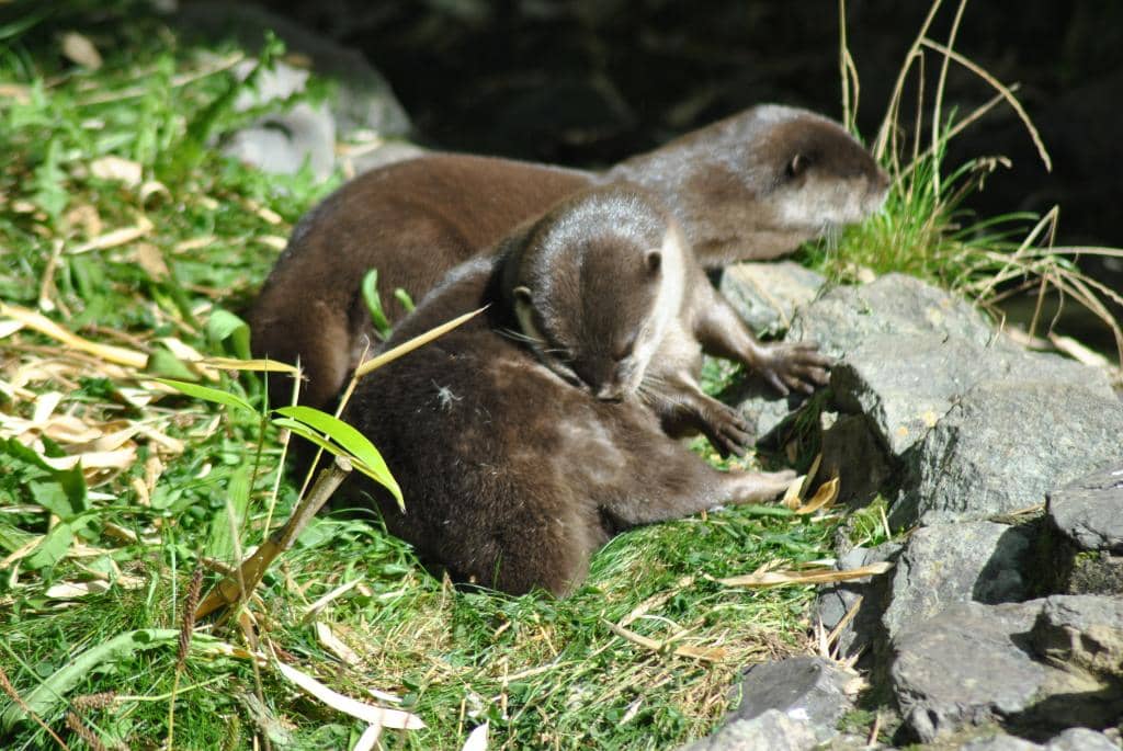 Lemurs