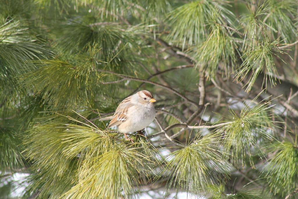 Nature Playgrounds & Zip Line