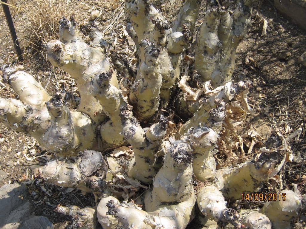 Quiver Tree and Camel Thorn