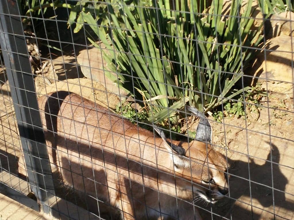 Hands-On Rabbit Feeding