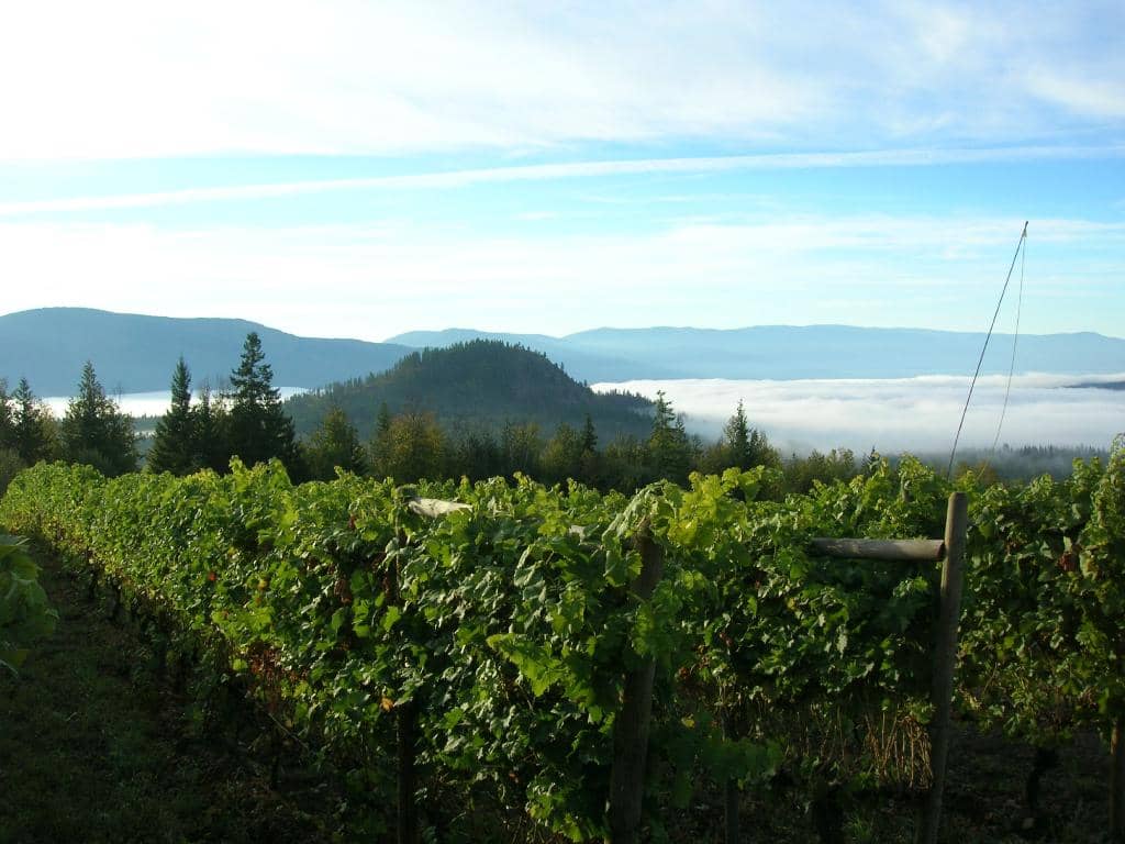 Award-Winning Wines