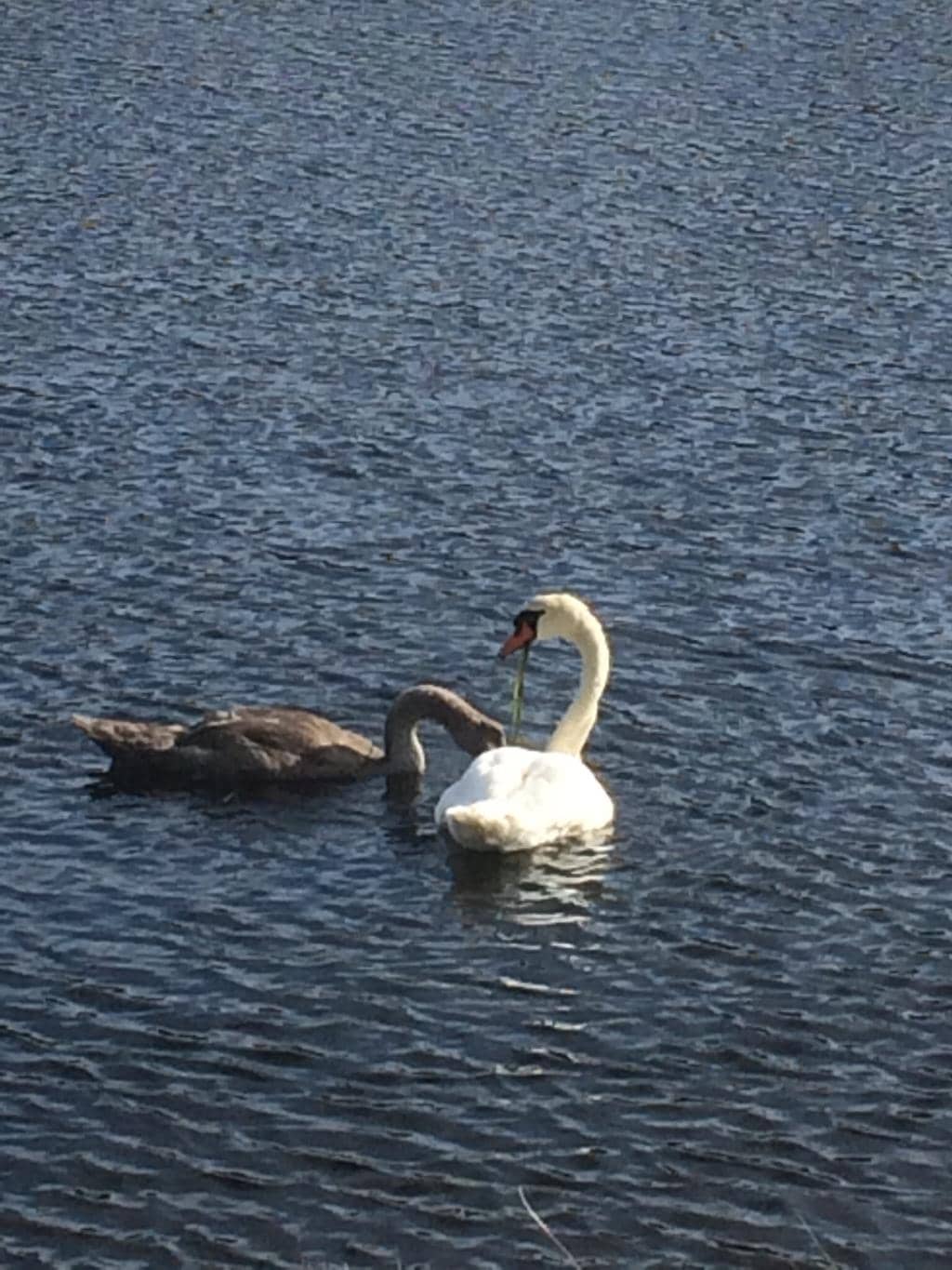 Hankø Fjordhotell & SPA
