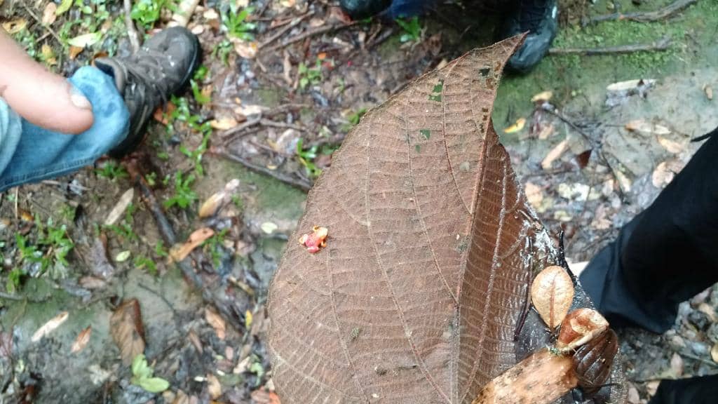 Trilha do Guaratuba
