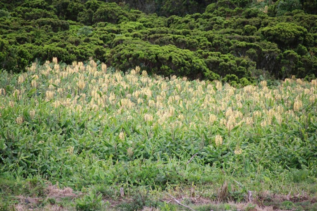 Patchwork Fields Panorama