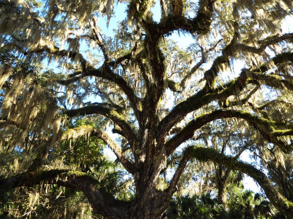 Tomoka River & Marsh Views