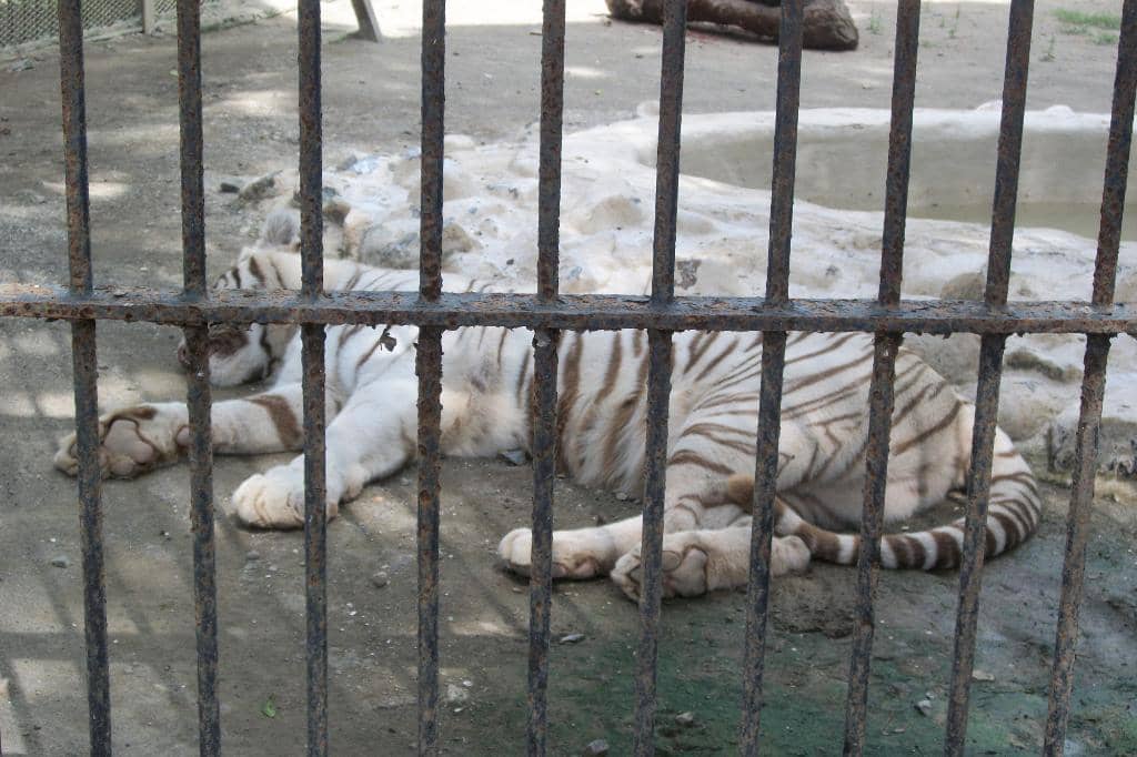 Diverse Animal Enclosures