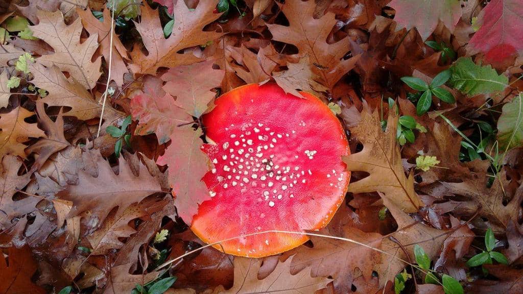 Local Wildlife Spotting