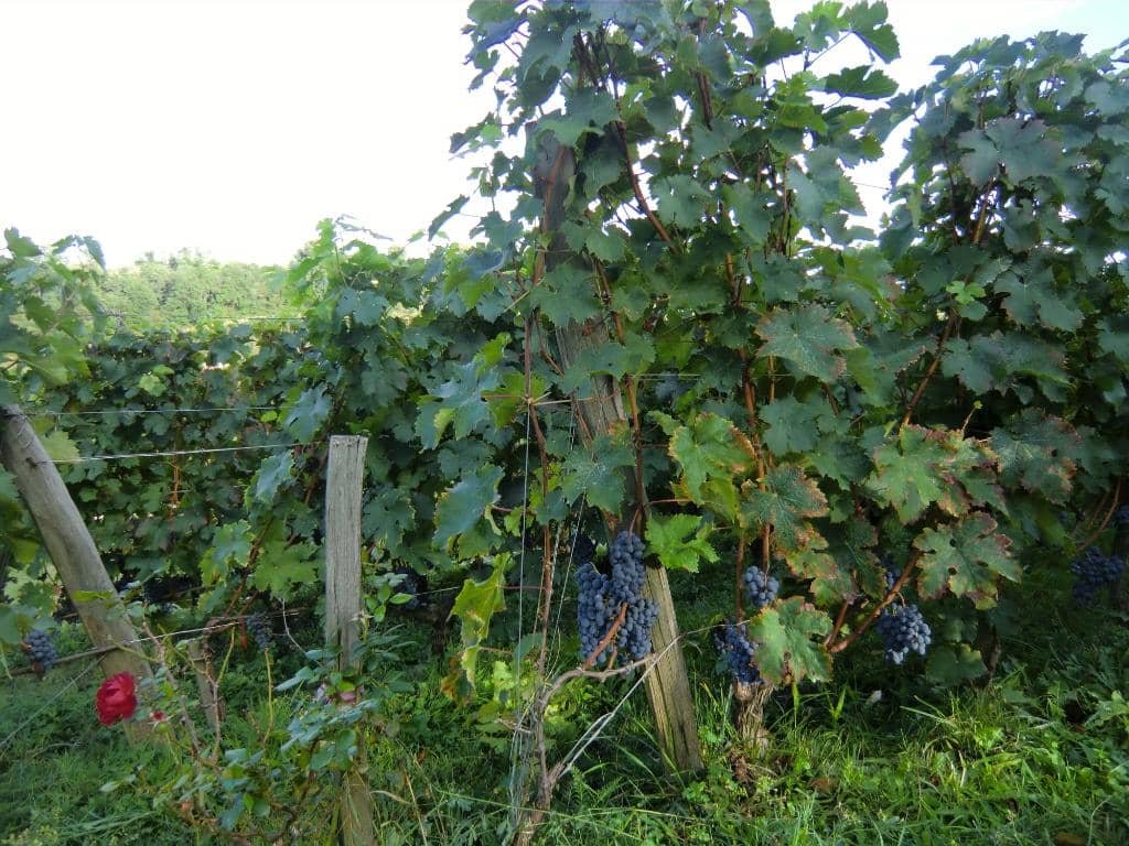 Exceptional Vintages