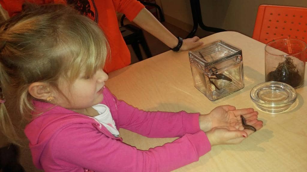 Insect Exhibits