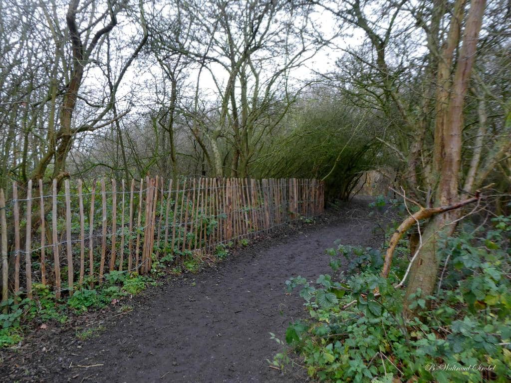 Bird Observation Huts