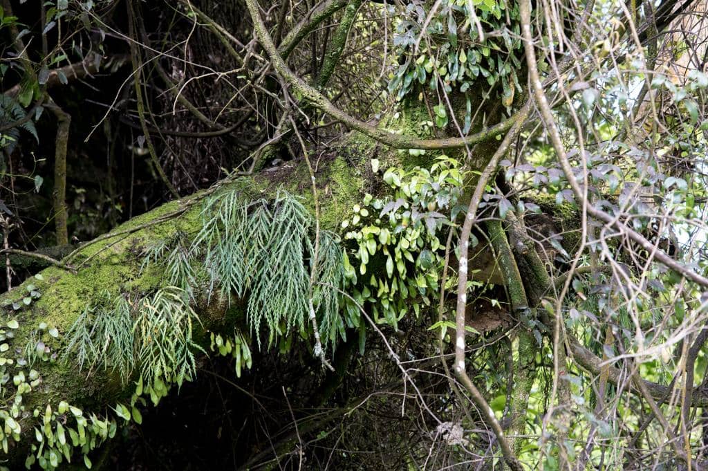 Marian Falls
